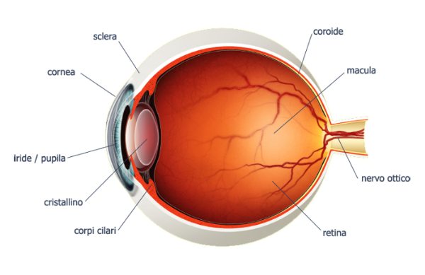 Metodo unico per il restauro delle funzioni retinali