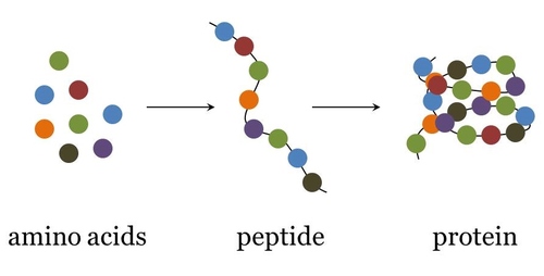 Aminoacidi - Peptidi - Proteine